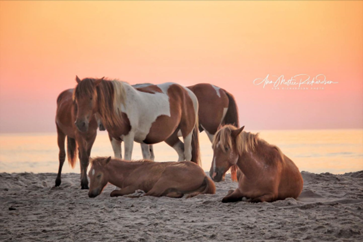 horses on a beach, taken by Ann Mettee Richardson.